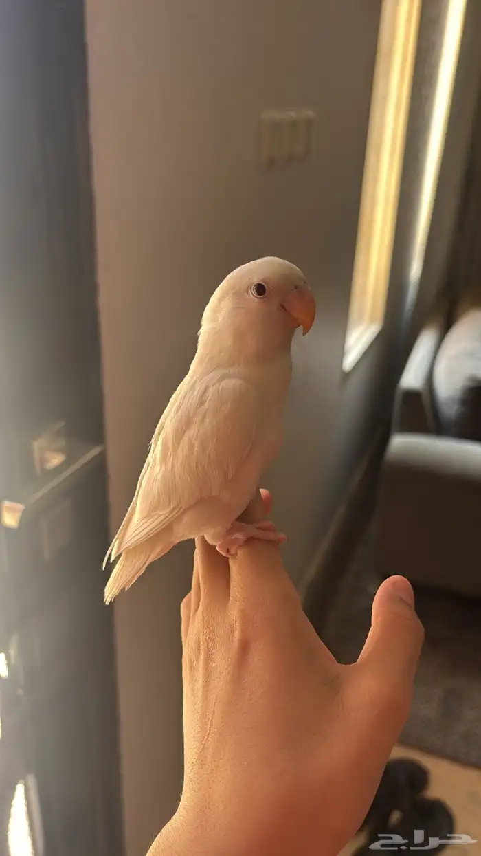 طير روز البين 0