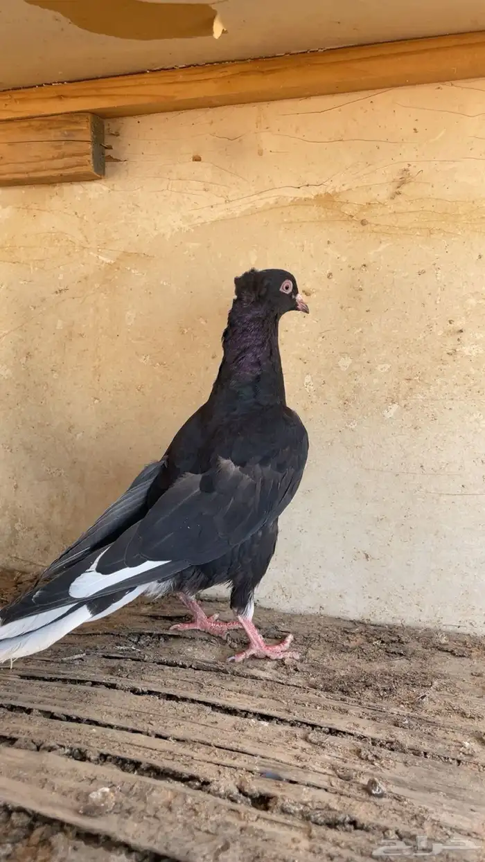 جوز قلابي 1
