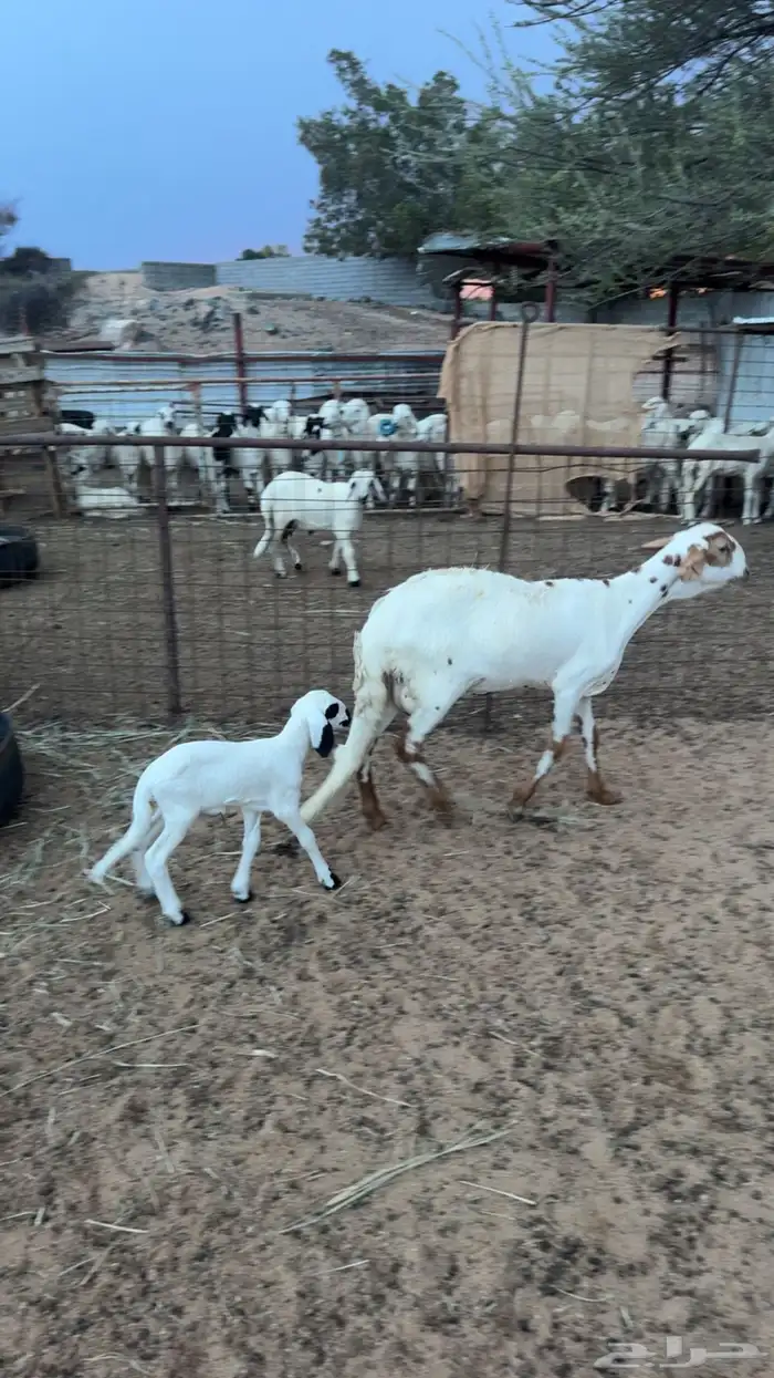 رخل سواكنيه بيضا معها رخل 1