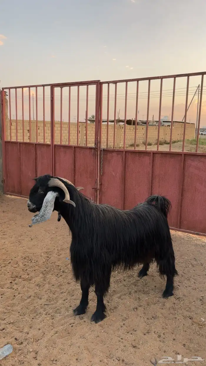 فحل عارضي طيب شرط القريع 4