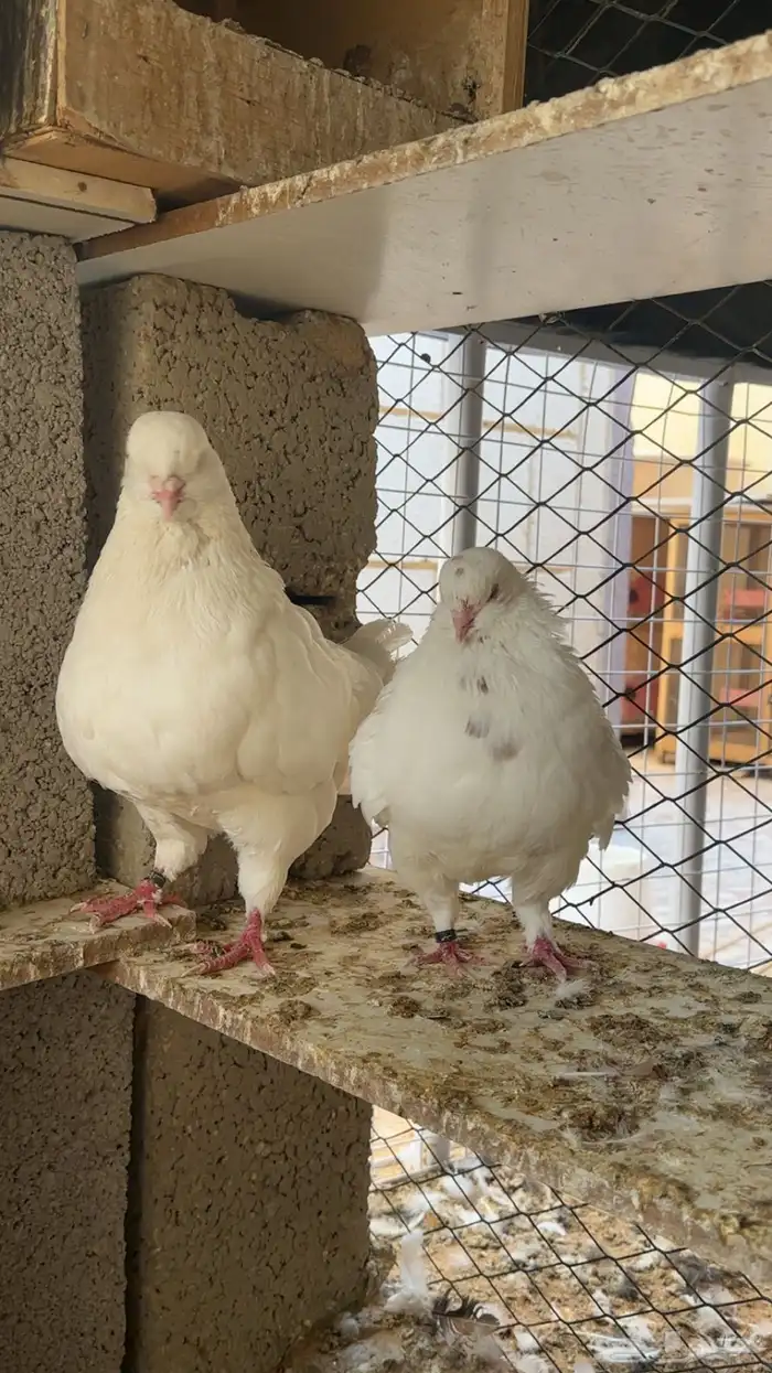 جوز كنق 5