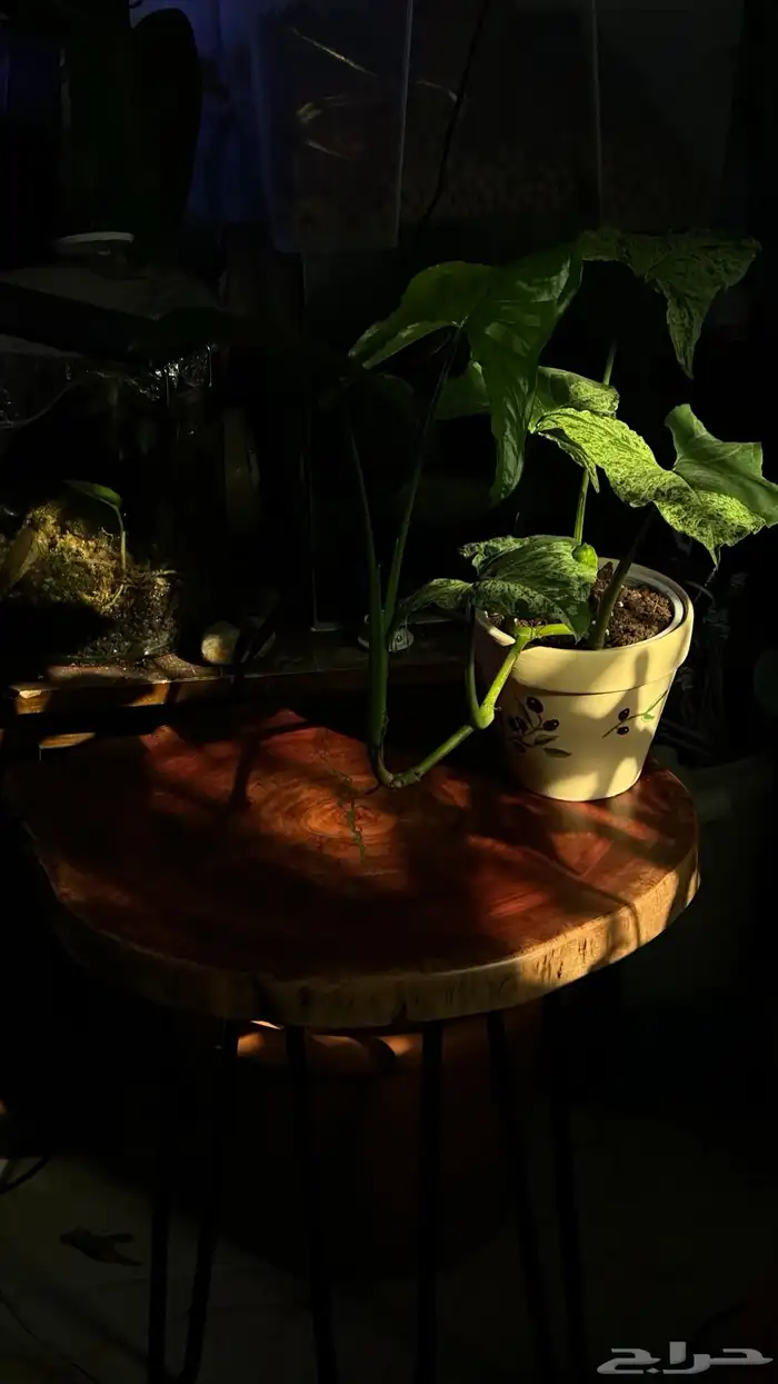 طاوله خشب طبيعيه مع حوض سمك مزروع 2