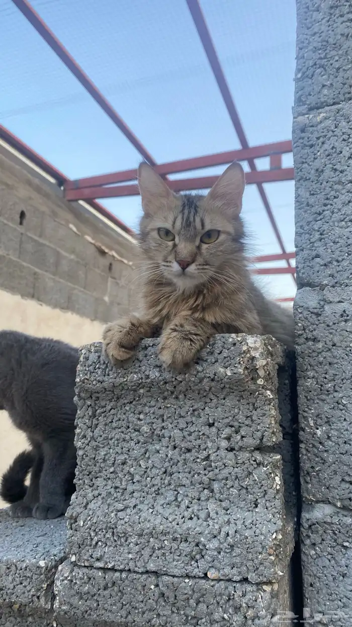 انثى شيرازي 3
