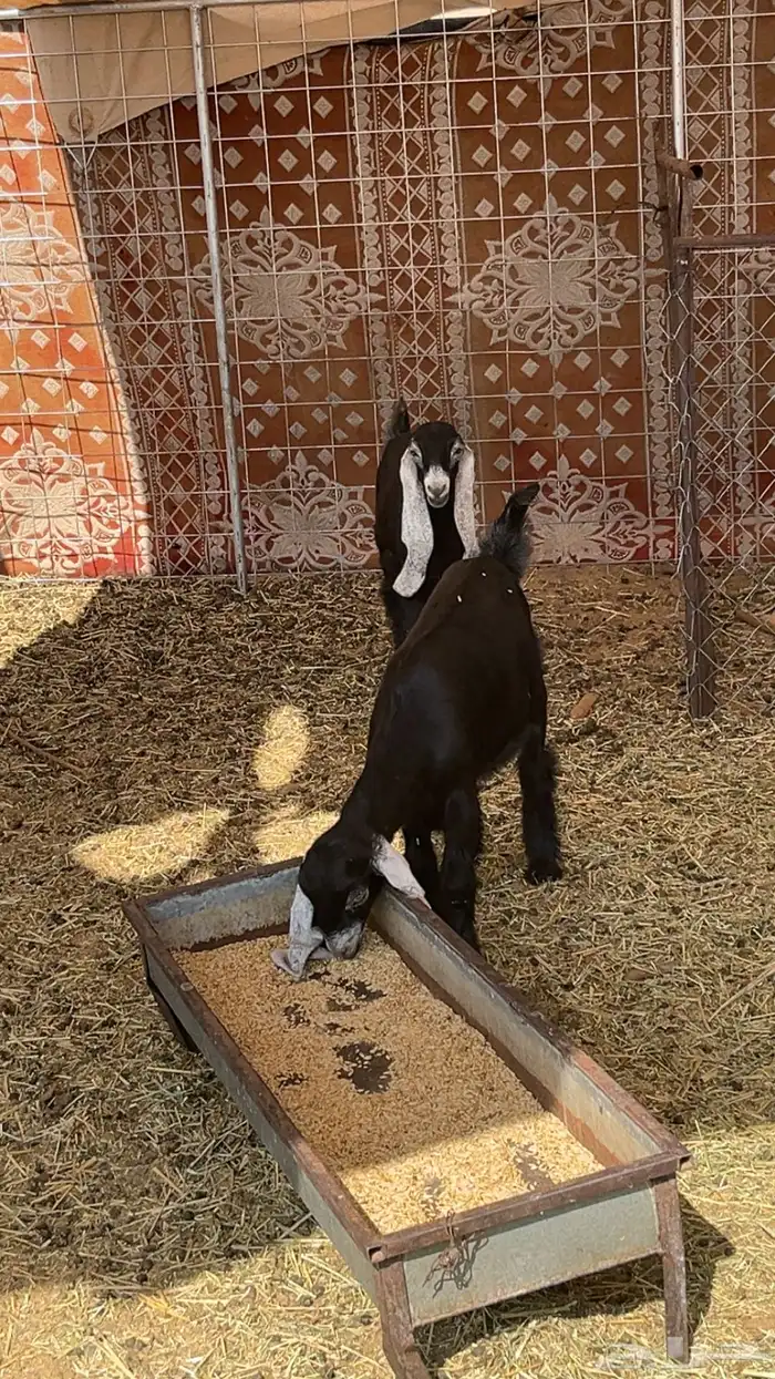 عنز تحتها ثنين 2