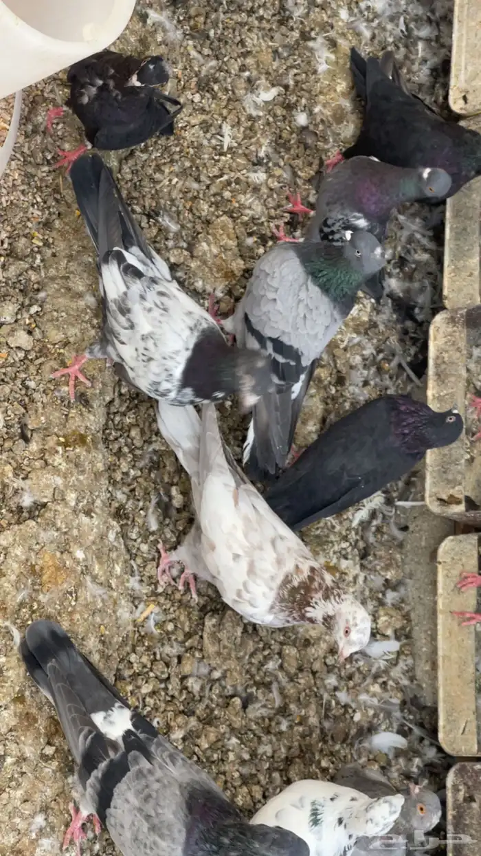 حمام 2