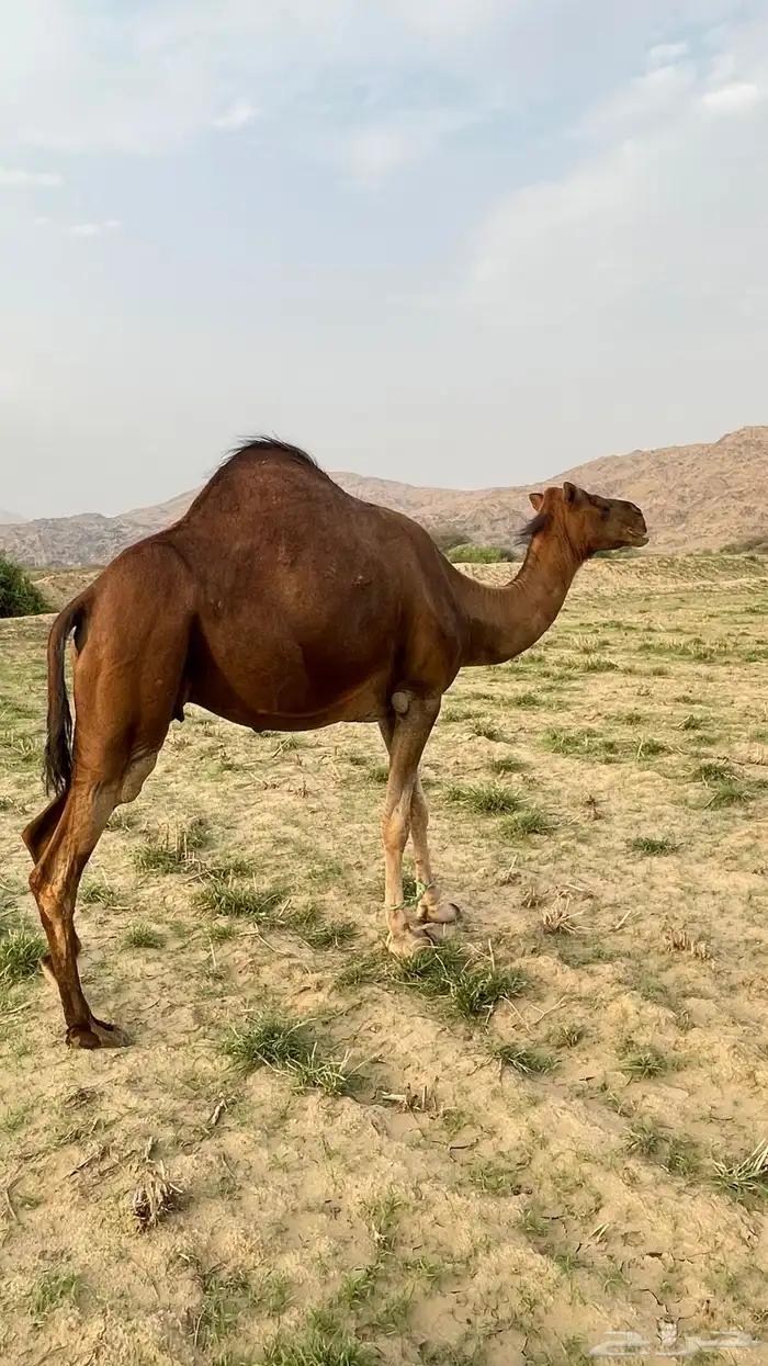 ناقه ساحليه حمر دهما 1