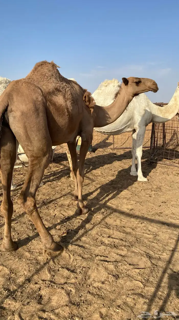 القحات وضحى وشعلا 12