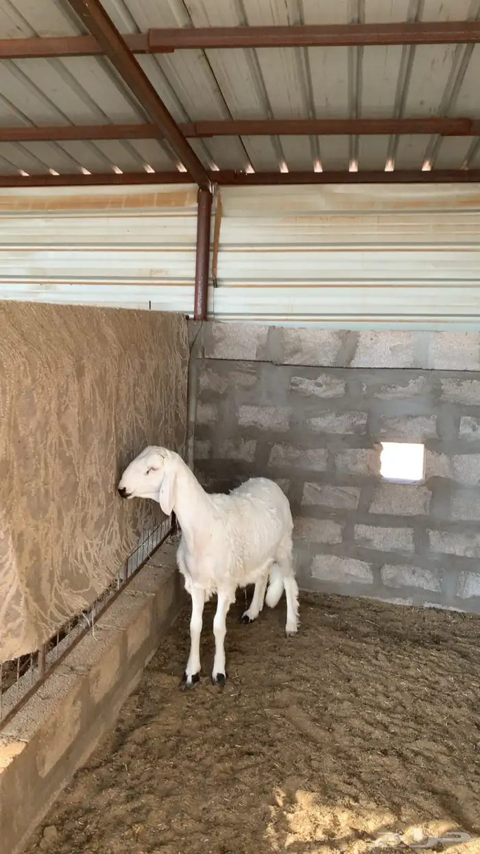 طلي مطور صنف 0