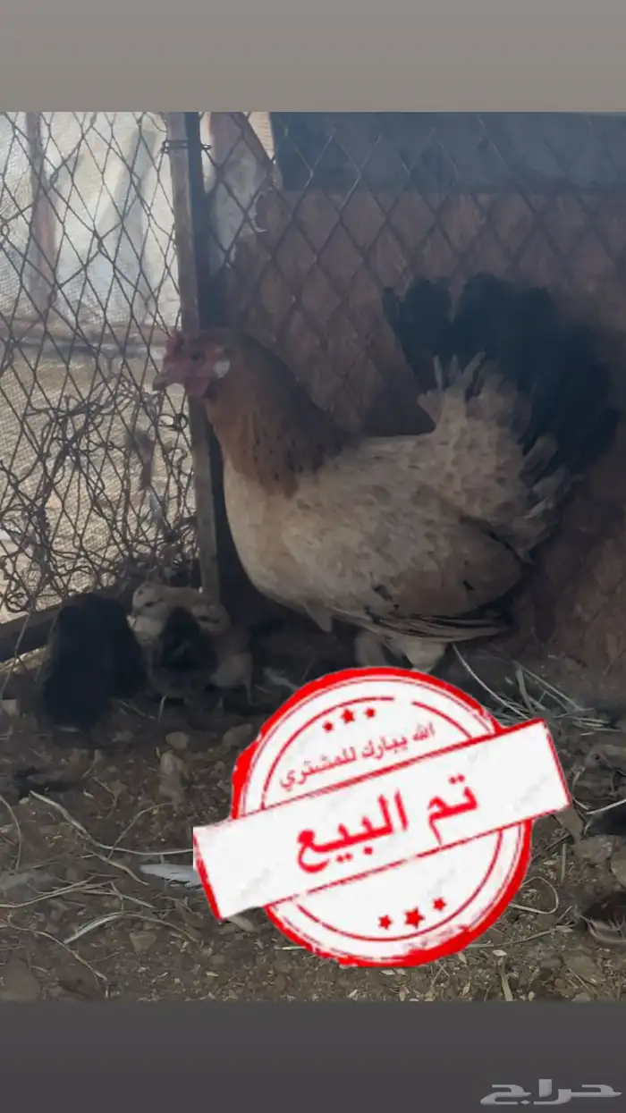 دجاجه عربي اصيل تاج مفرخه 0