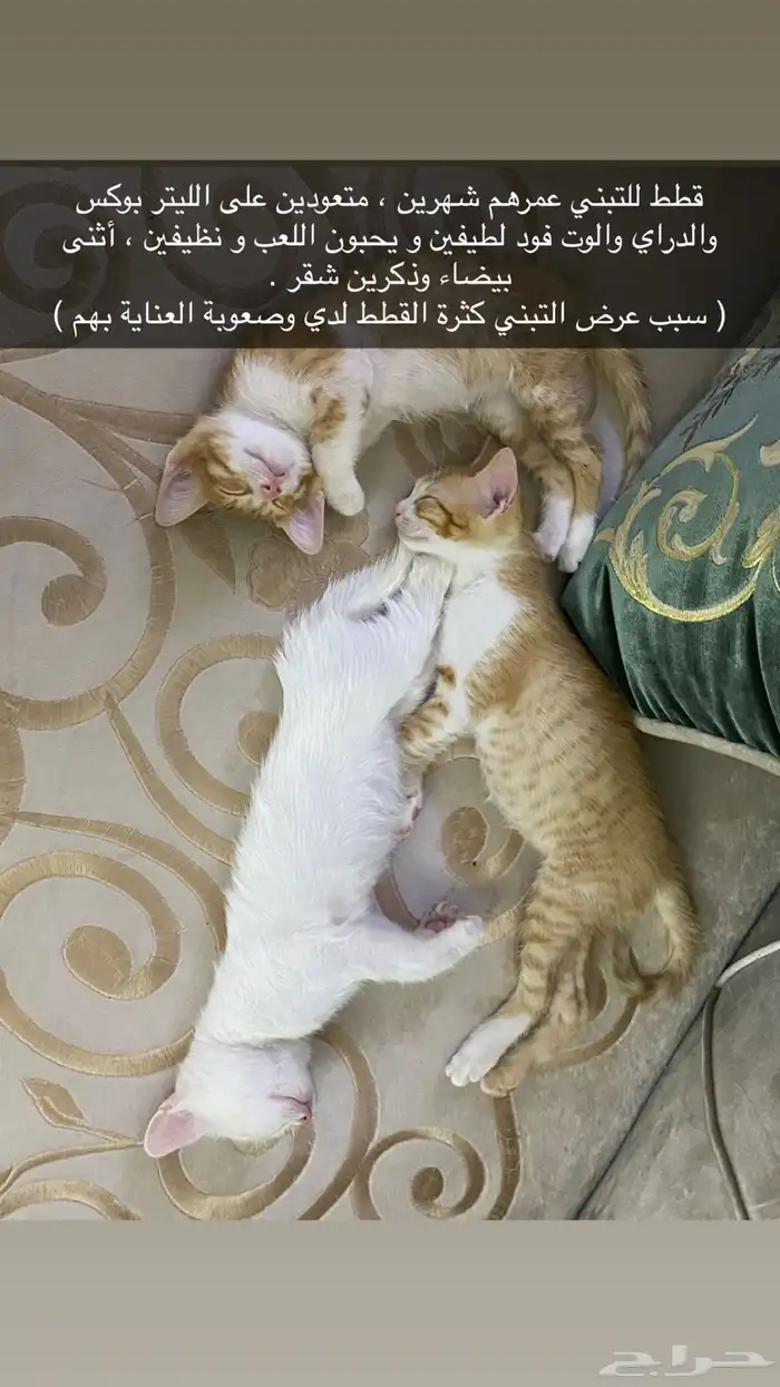 قطط للتبني 0