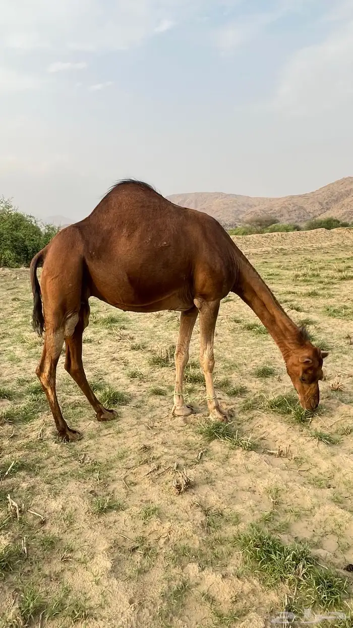 ناقه ساحليه حمر دهما 0