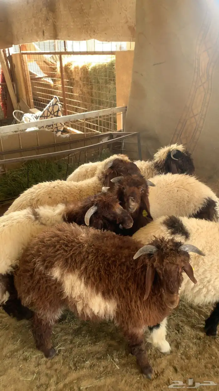 نعيم نظيفه وطيبه وشعره وطرف حلال مزرعه على شرط 4