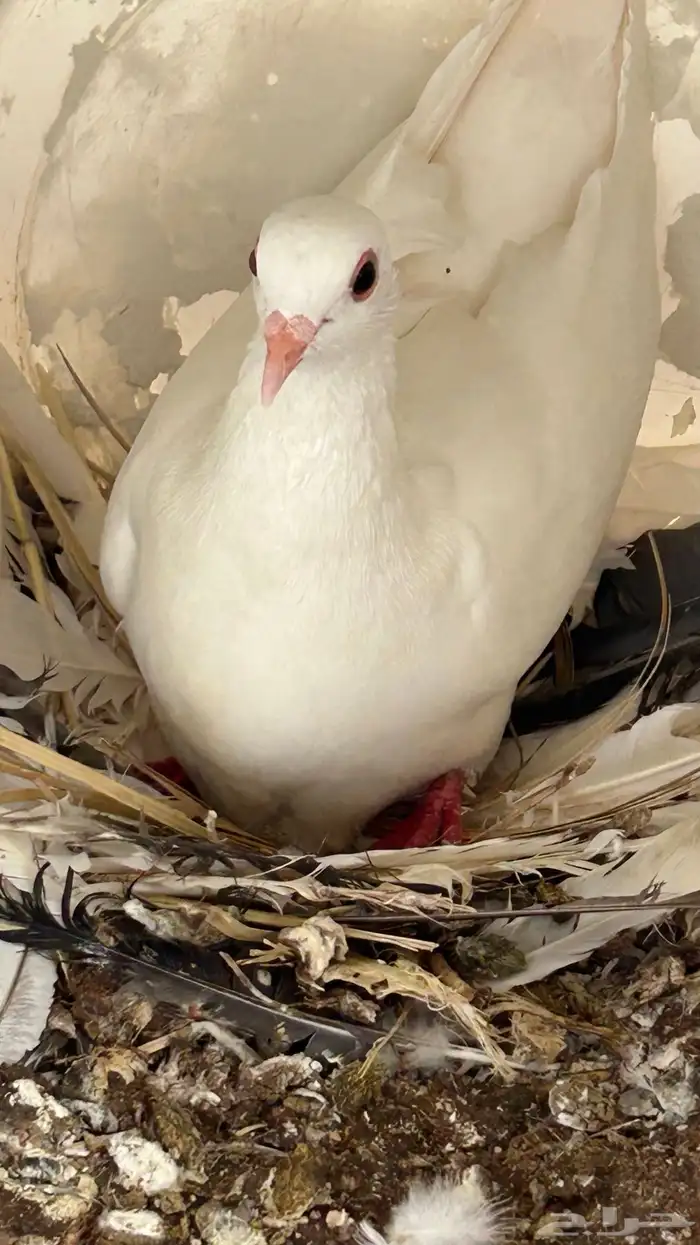 حمام فرنسي 3