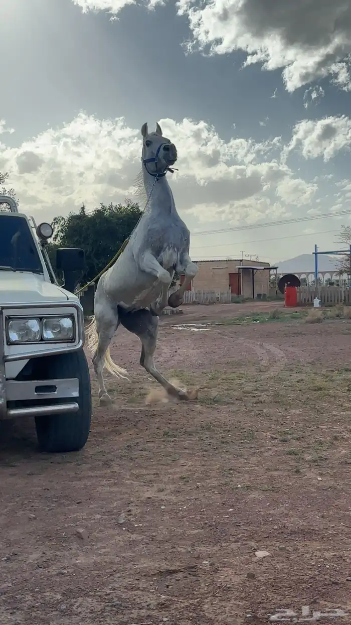 سلام عليكم 2