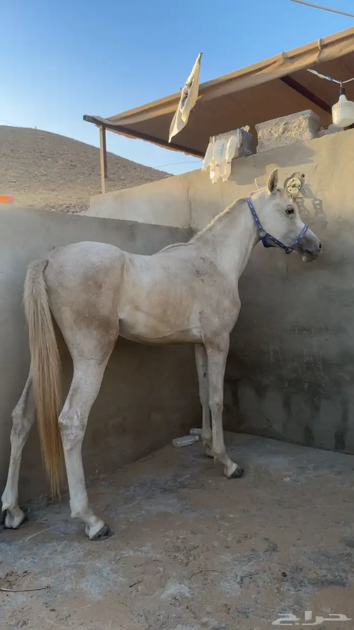 مهر شعبي 2