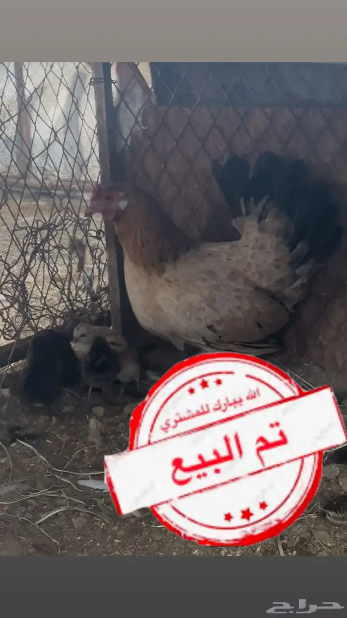 دجاجه عربي اصيل تاج مفرخه 1