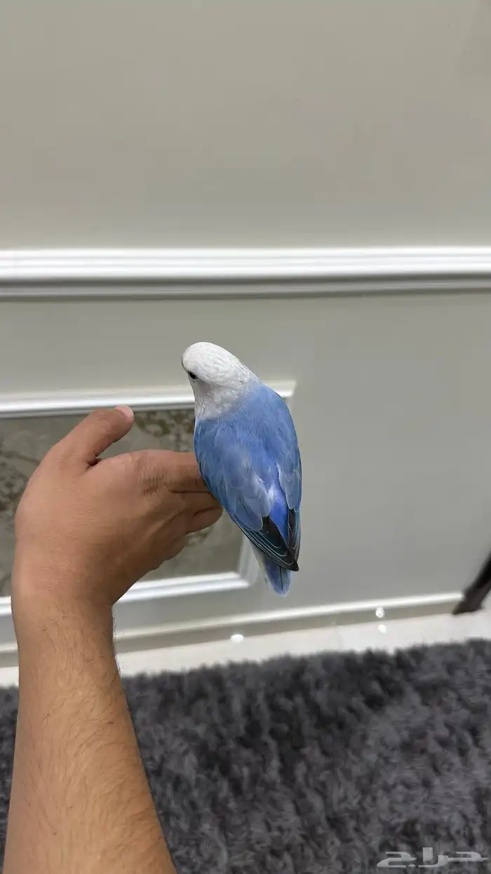 روز اليف وهدد( تم البيع) 1