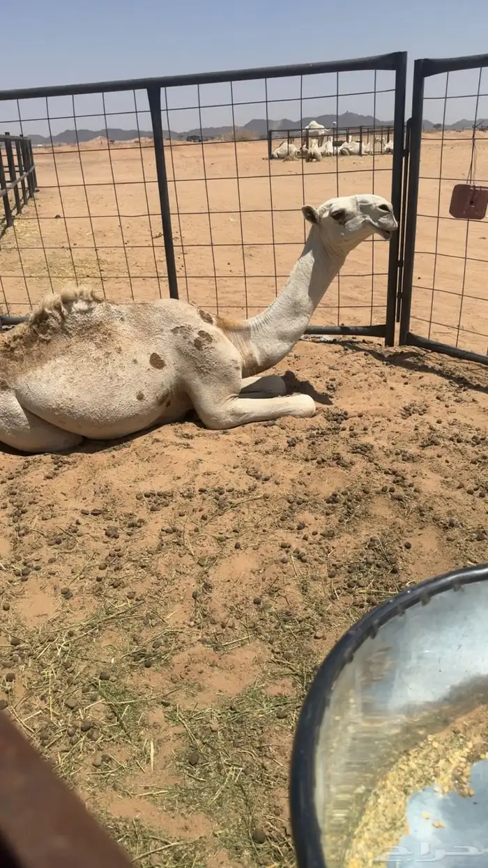 قعود 2