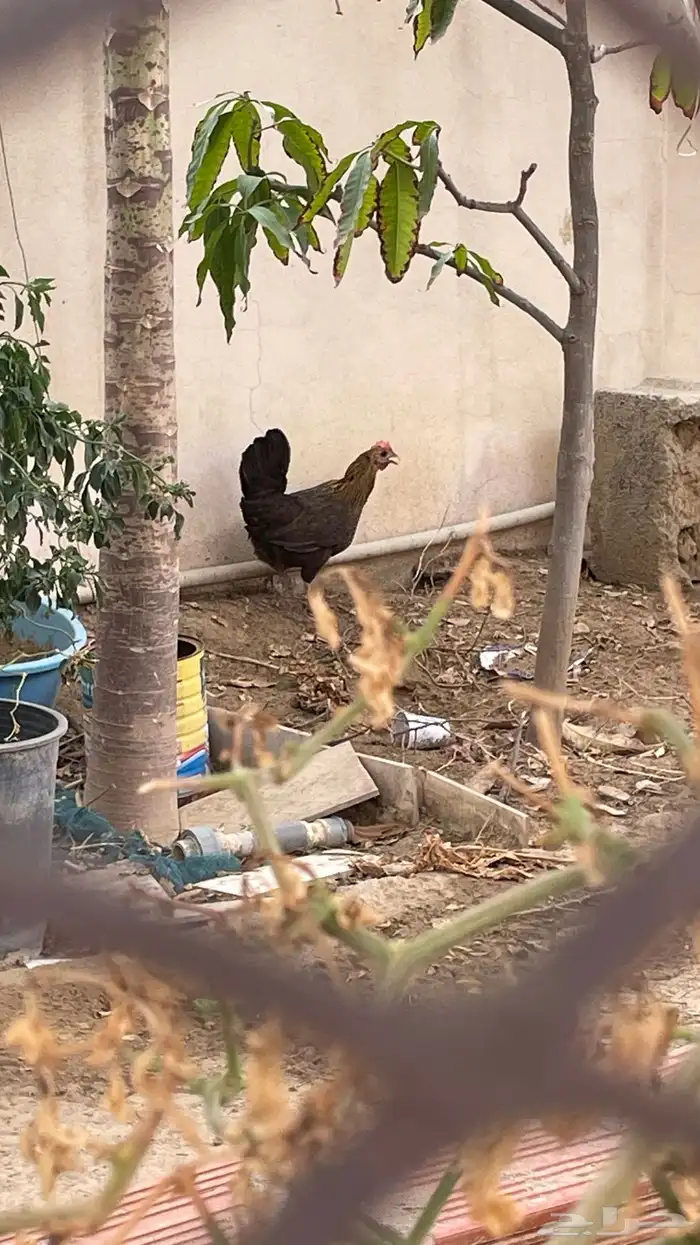 للبيع دجاج بلدي أربع حبات ب 80 ريال 0