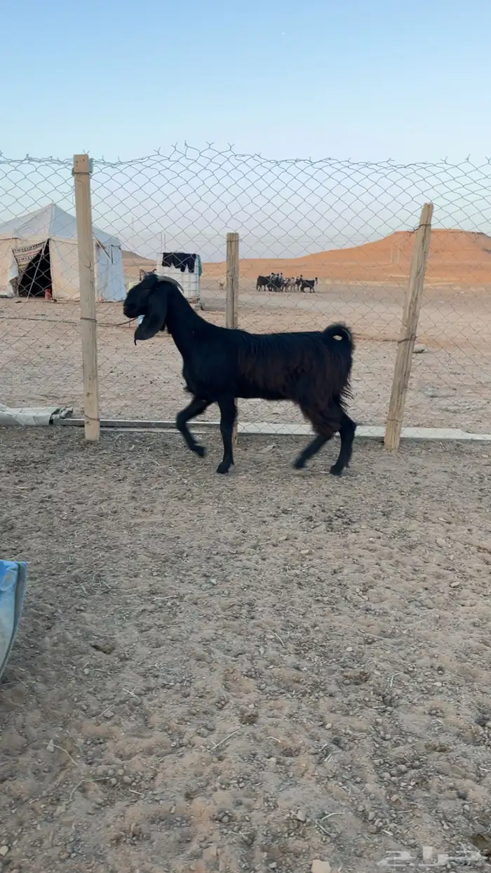 عنز ثنيه 2