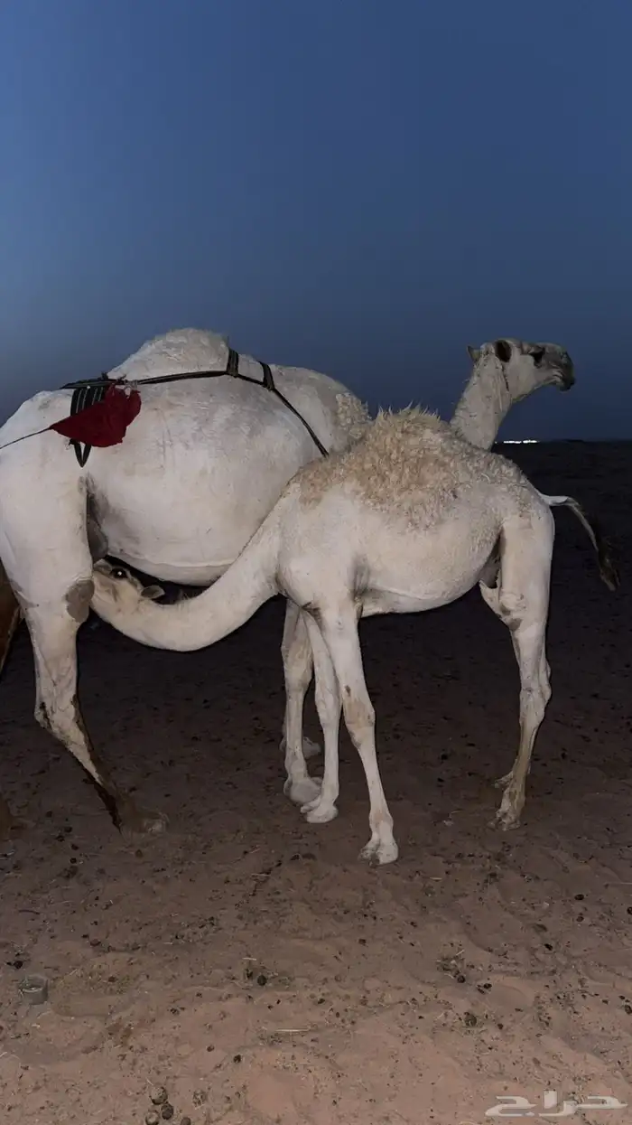 للبيع قعود 1