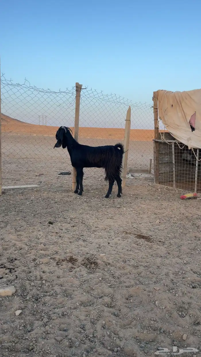 عنز ثنيه 1