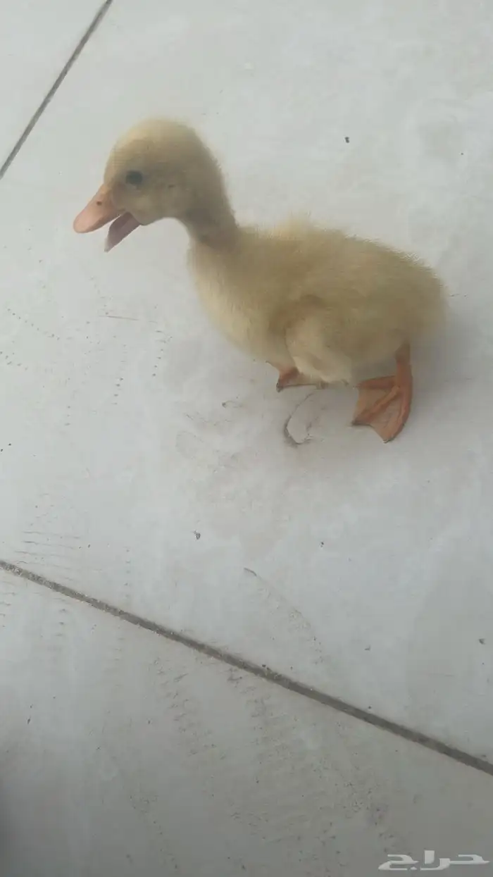 بط للبيع بط بكيني 3