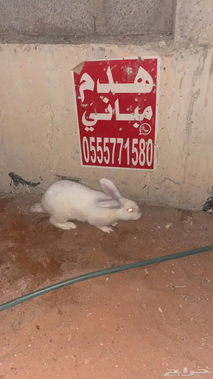 ارانب حامل وحده 1