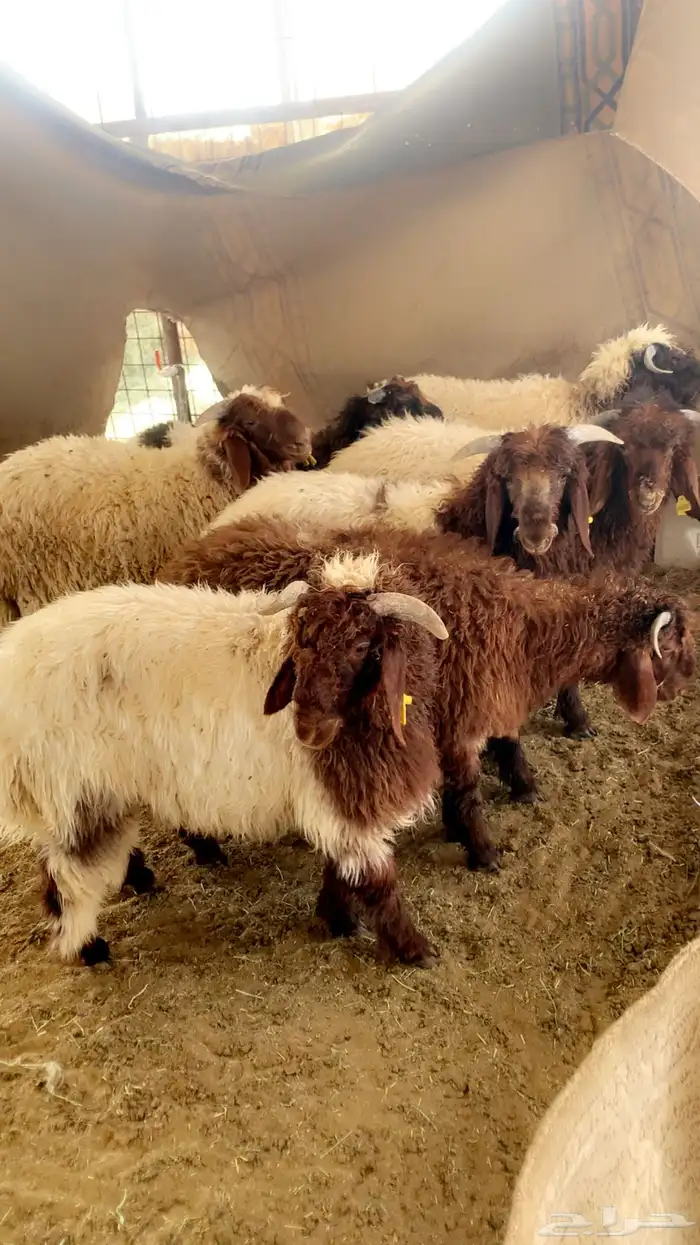 نعيم نظيفه وطيبه وشعره وطرف حلال مزرعه على شرط 7