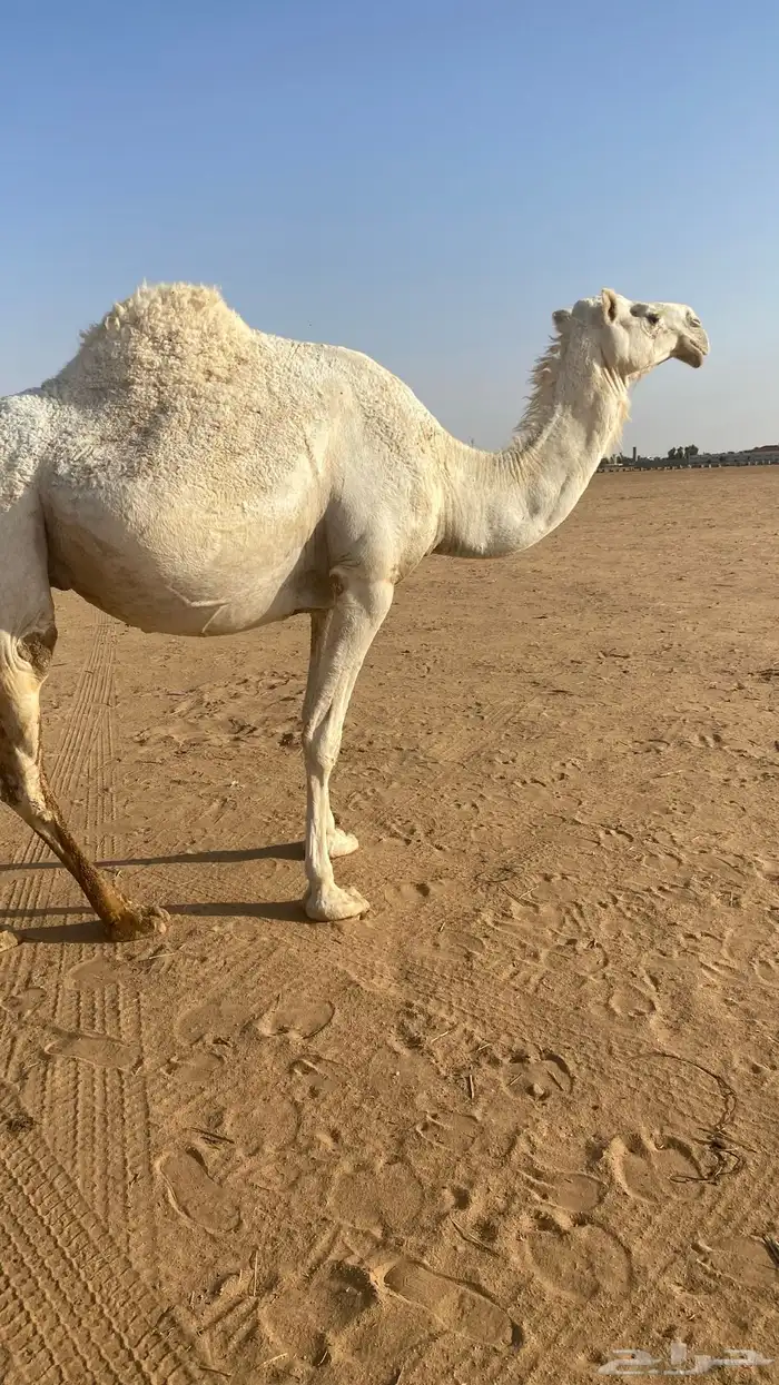 القحات وضحى وشعلا 7