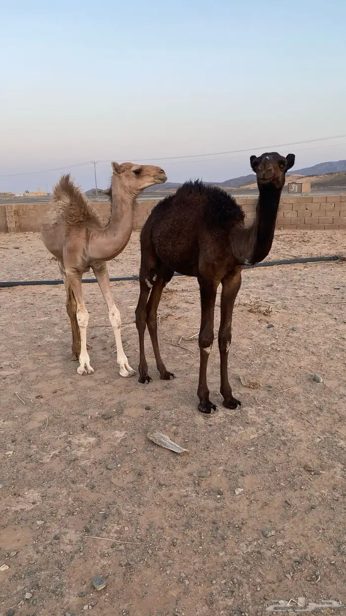 قعدان 2