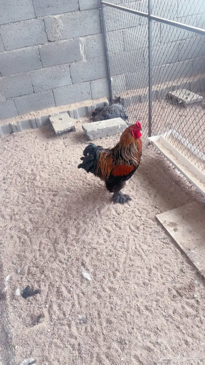 بيض براهما للبيع 5