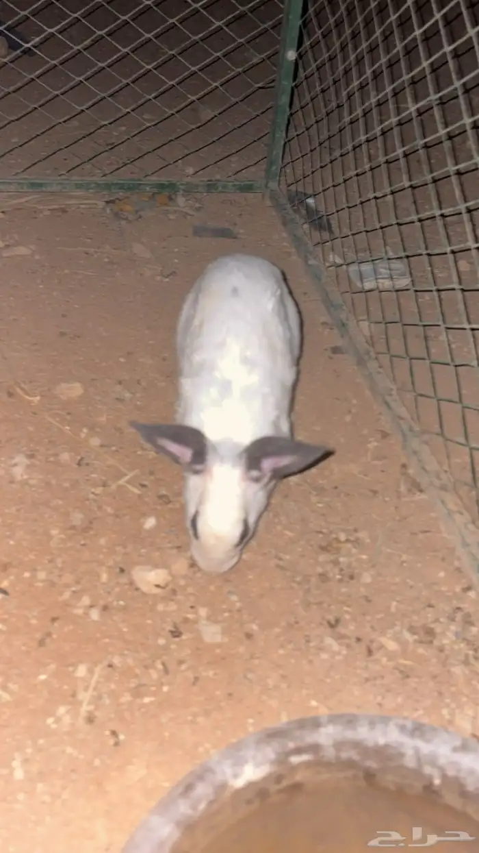 ارانب حامل وحده 0