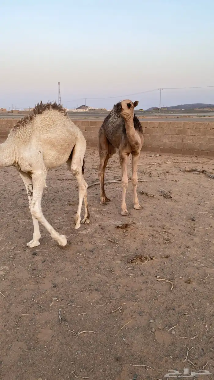 قعدان 0
