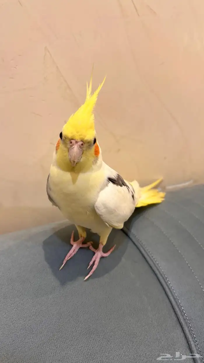 طير كروان 0