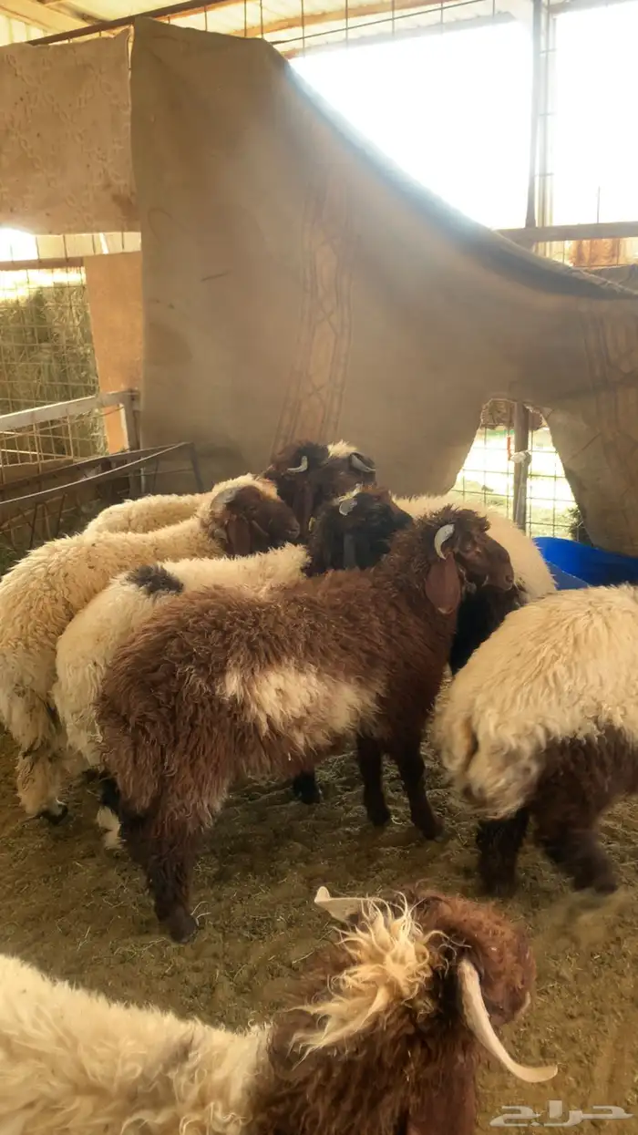 نعيم نظيفه وطيبه وشعره وطرف حلال مزرعه على شرط 1