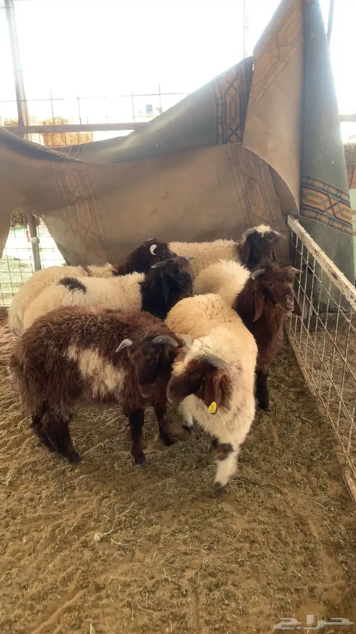 نعيم نظيفه وطيبه وشعره وطرف حلال مزرعه على شرط 5