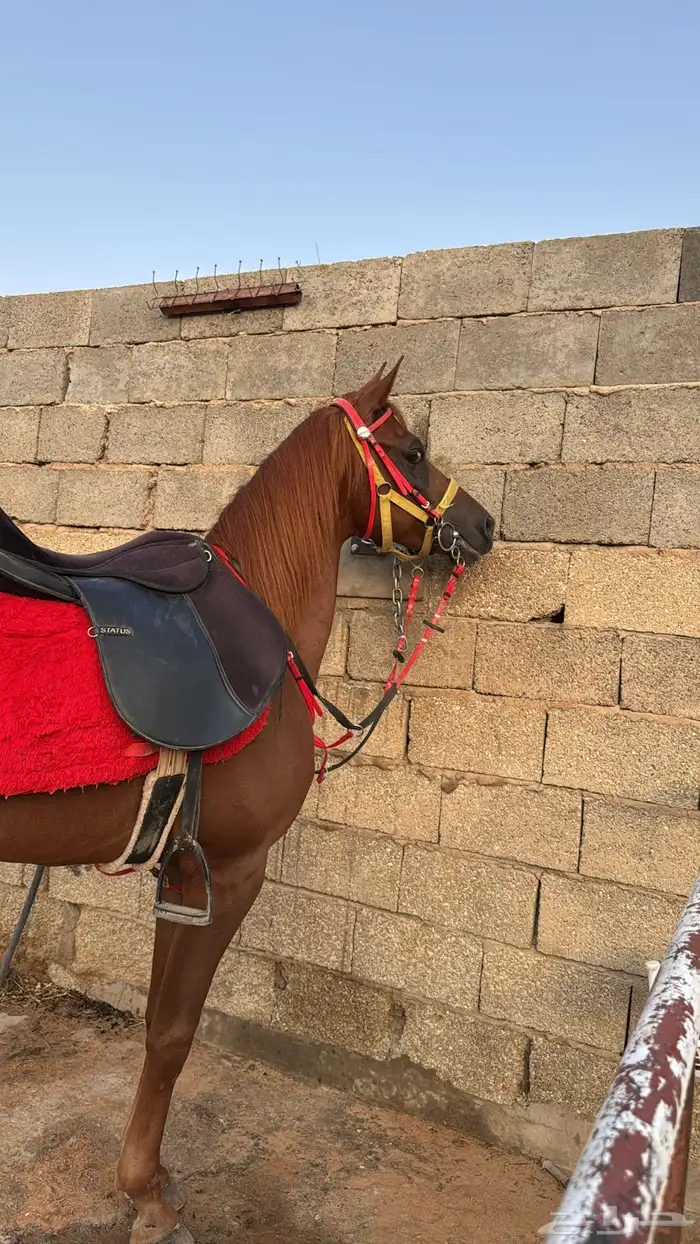 للبيع حصان شعبي كفو 2