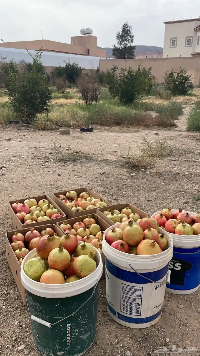 رمان جوف آل معمر 5