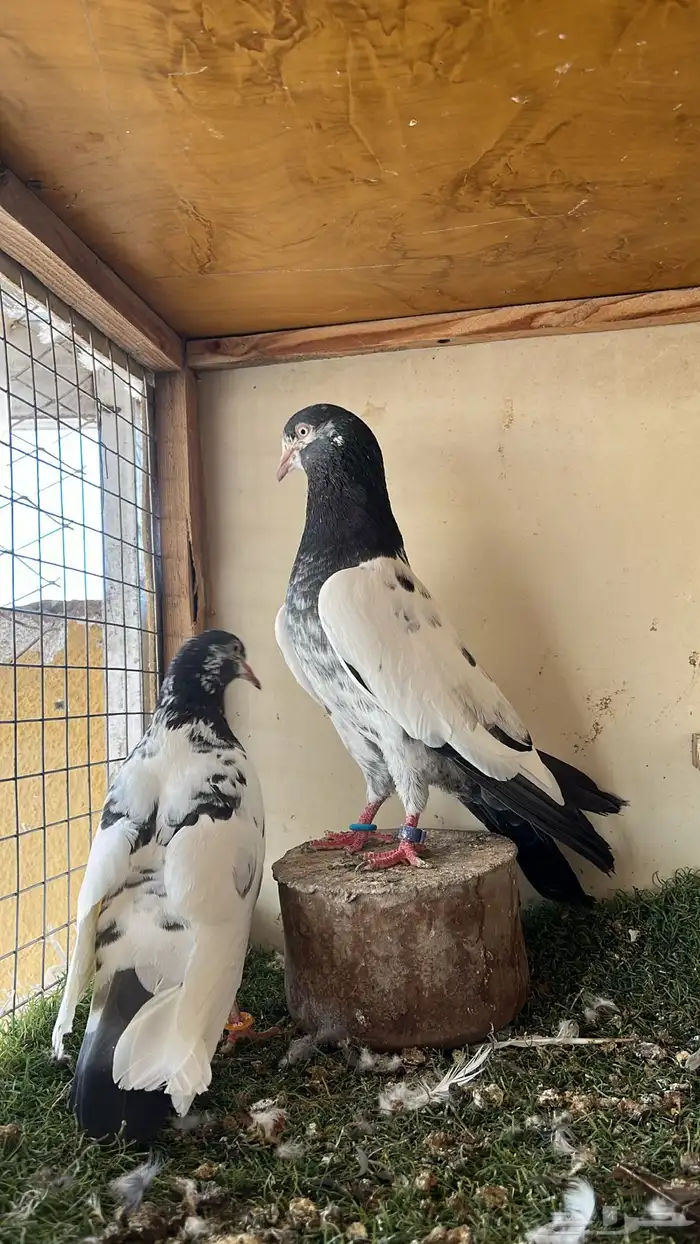 اساسات للبيع 3