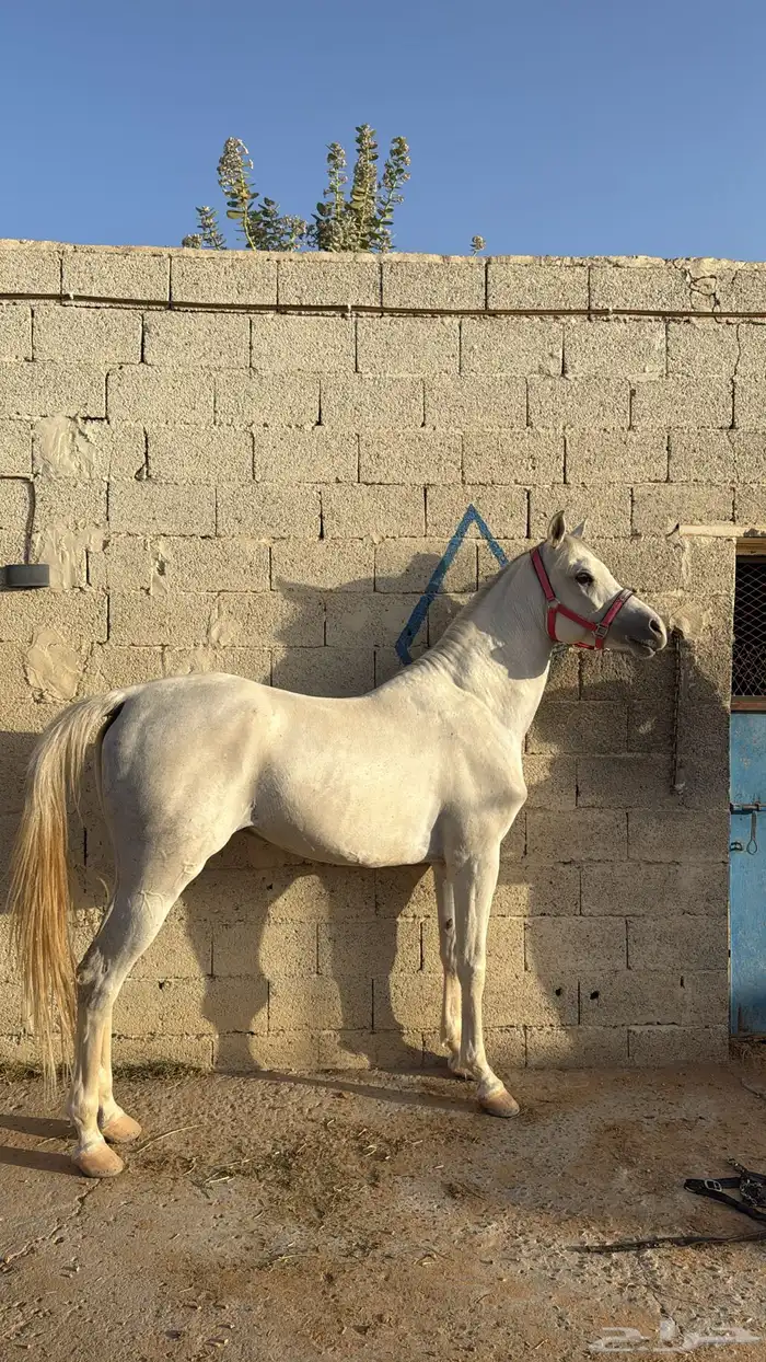 حصان واهو للبيع 1