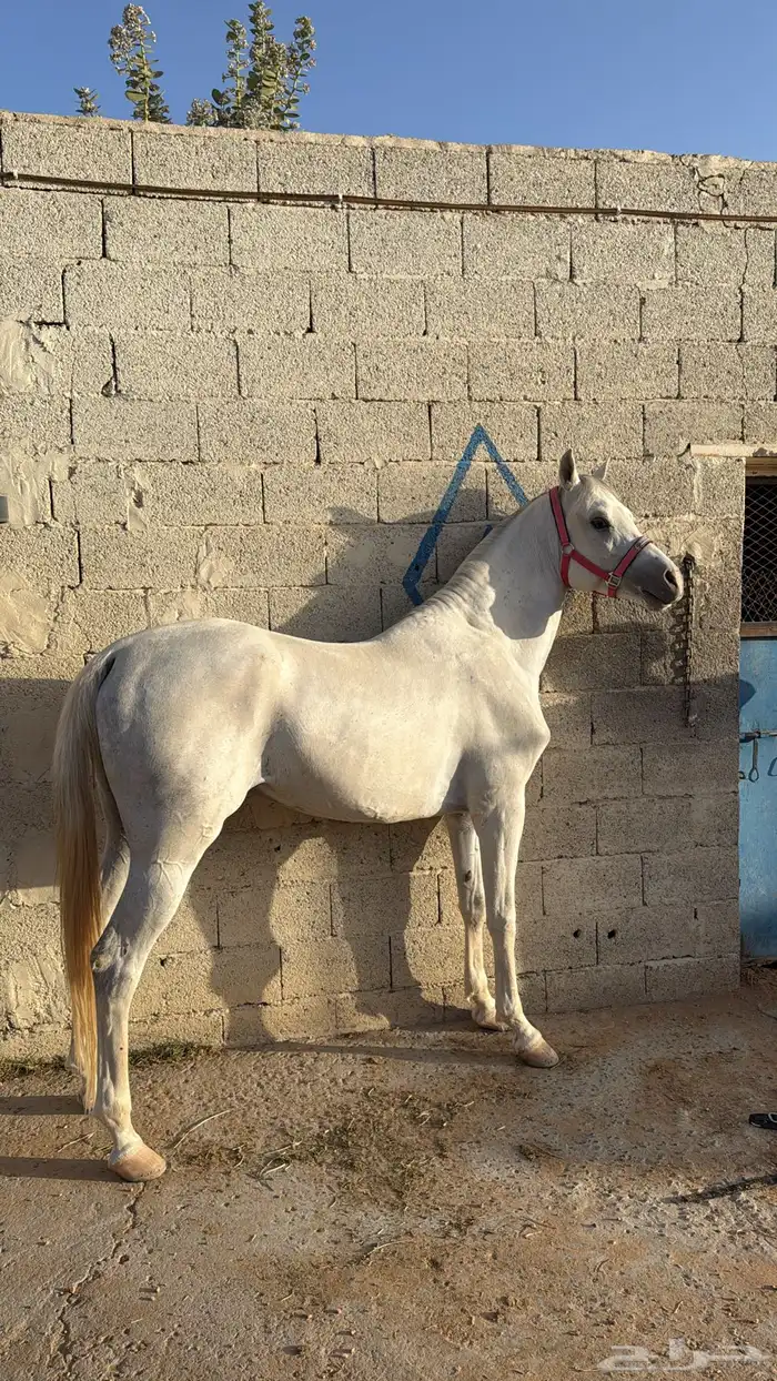 حصان واهو للبيع 2