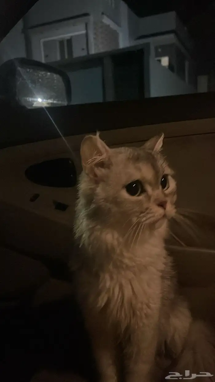 قطوه 1