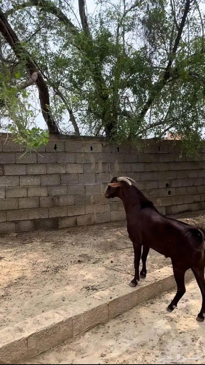 تيس فحل ادهم ادبس ( تم البيع 1