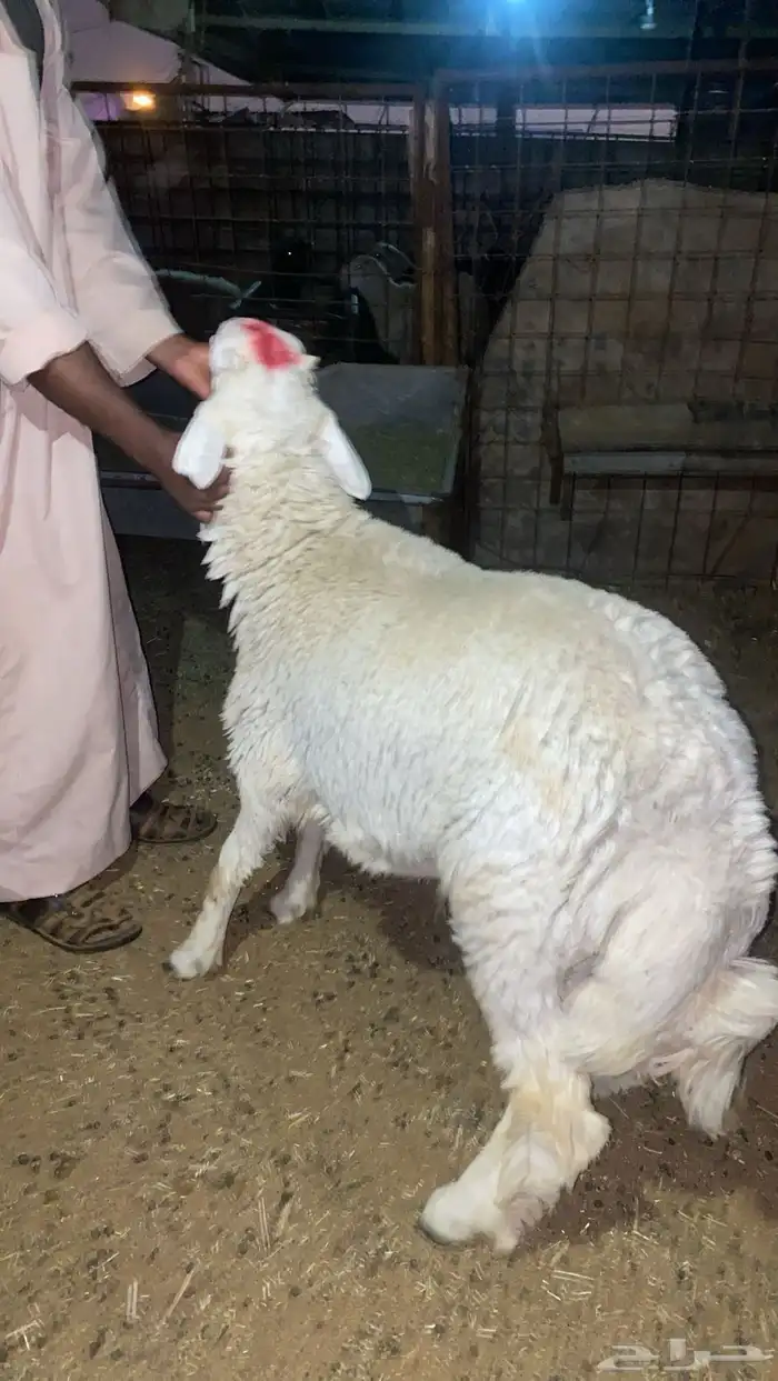 سهلناها عليك _لاتشيل هم _ ضيفك علينا 1