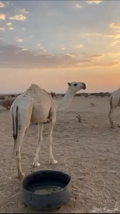 بكره حبسونيه العمر سنه ونص السوم 15 في المراح 0