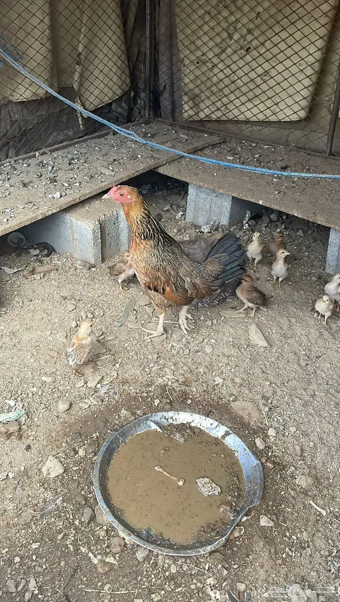 دجاجة مفرخة عليها 2 كفو 0