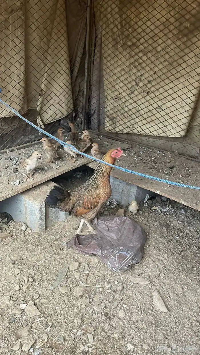 دجاجة مفرخة عليها 2 كفو 3