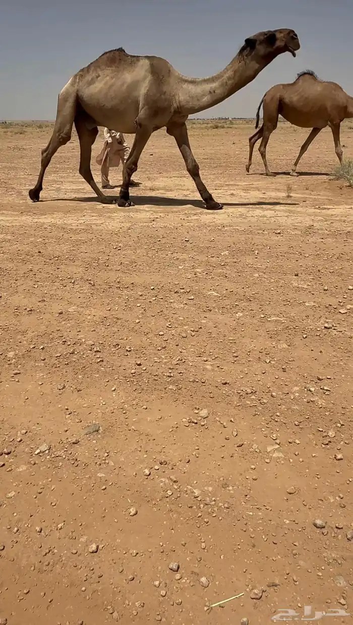 للبيع البعير الكفو 1