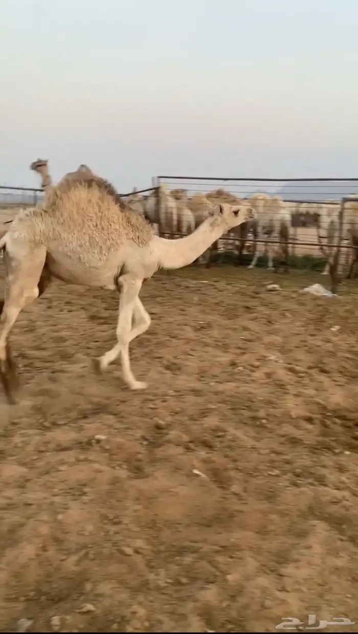 حوار فاخر للبيع 1